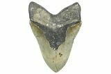 Serrated, Fossil Megalodon Tooth - North Carolina #363749-2
